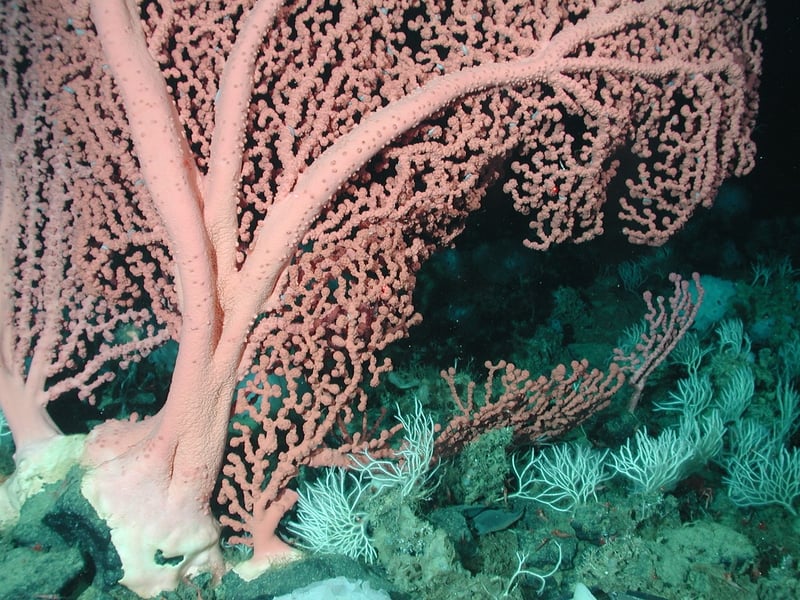 Close-up of Coral
